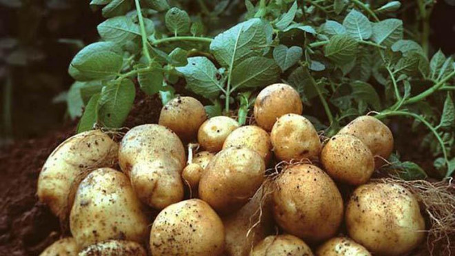 Những thực phẩm chứa lượng canxi ngang với sữa, cực kì tốt cho xương khớp