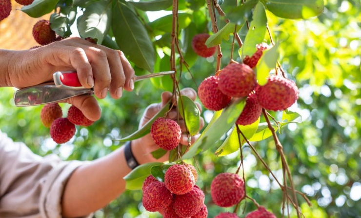 5 cách để ăn quả vải không bị nóng