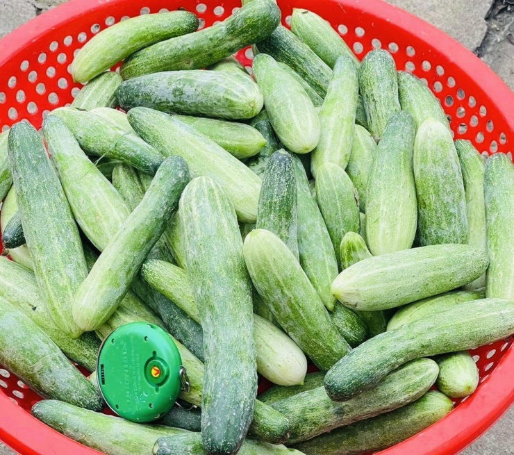 Uống ép dưa chuột mỗi ngày, chuyện gì xảy ra với sức khỏe?