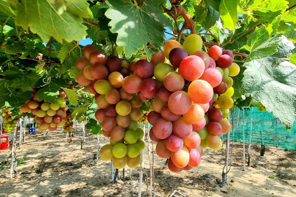 Những thực phẩm là nguồn gốc thuốc chống ung thư tự nhiên