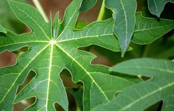 Những tác dụng không ngờ tới của lá đu đủ – 