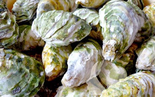 Vỏ hàu tưởng vứt đi nhưng lại có tác dụng không ngờ