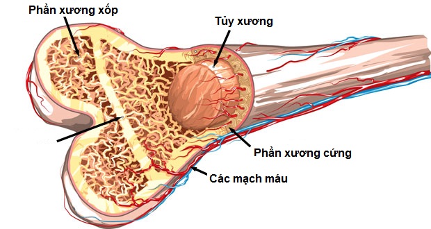 Những món canh có lợi cho người loãng xương