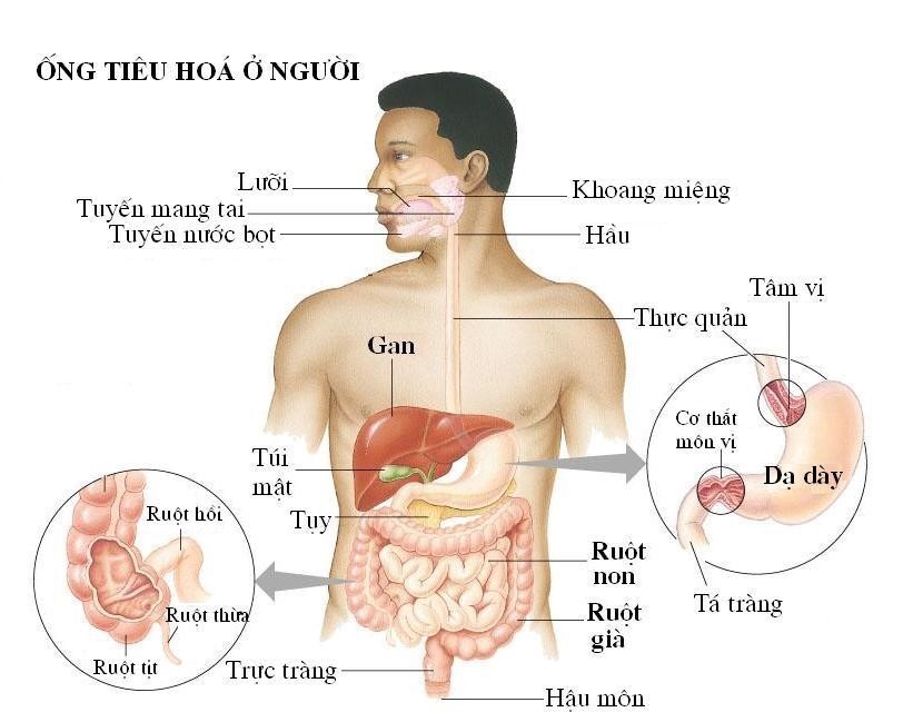 Một số bệnh tiêu hóa thường gặp phổ biến