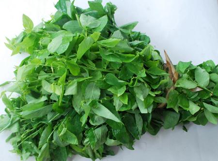 Lợi ích sức khỏe từ dinh dưỡng rau ngót