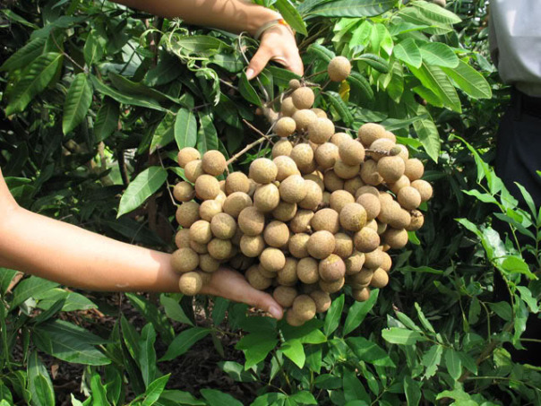 Hai mặt của quả nhãn đối với sức khỏe