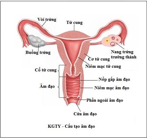 Trường hợp có nguy cơ mắc ung thư âm đạo