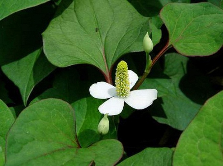 Loại rau 