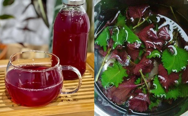 Uống nước lá tía tô theo cách này còn tốt hơn thuốc bổ, đây là 3 thời điểm tốt nhất nên uống để phát huy hết công dụng