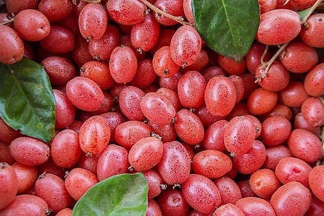 Quả nhót không chỉ là gia vị nấu canh mà còn giúp trị nhiều bệnh hay gặp phải