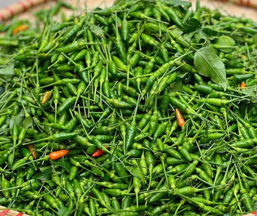 Bí mật sức khỏe từ trái ớt xanh cay nồng