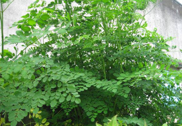 Mẹ bầu cần tránh hai loại rau này, cẩn thận kẻo mất con