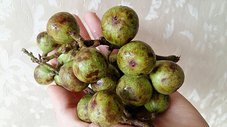 Trời nắng nóng làm sung muối xổi ăn kèm món gì cũng ngon, lại tốt cho sức khỏe
