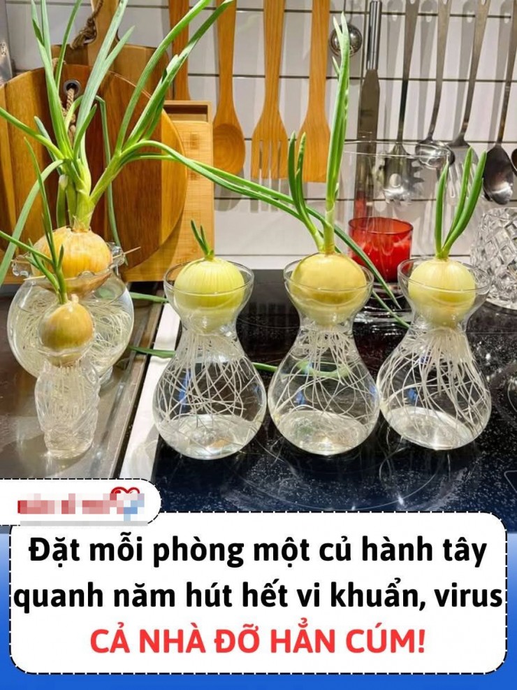 Bác sĩ nói gì về tin đồn dùng củ hành tây 'hút' virus cúm?