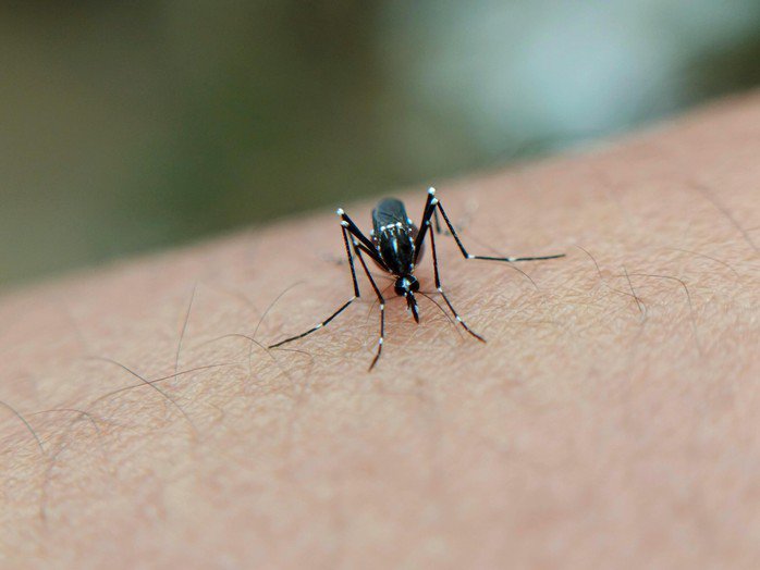 Vì sao Chikungunya dễ nhầm với sốt xuất huyết?