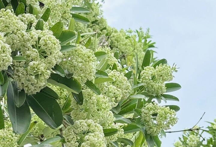Hoa sữa gây dị ứng, khó thở: Nhóm người nào cần tránh xa?