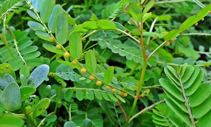 Việt Nam có cây thuốc quý, vừa dưỡng gan vừa bồi bổ đủ đường cho cơ thể