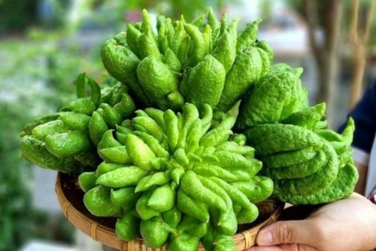 Việt Nam có vị thuốc quý, nhiều người nghĩ không ăn được, chỉ để trưng ngày Tết