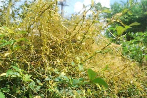 Công dụng bất ngờ của dây tơ hồng vàng đối với sức khỏe nam giới