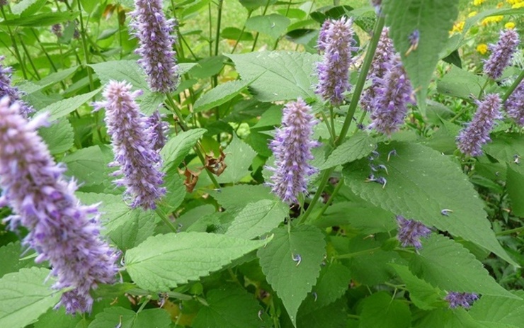 Cây thuốc Việt thơm nức mũi, biết sử dụng da đẹp, dáng xinh, cơ thể khỏe mạnh