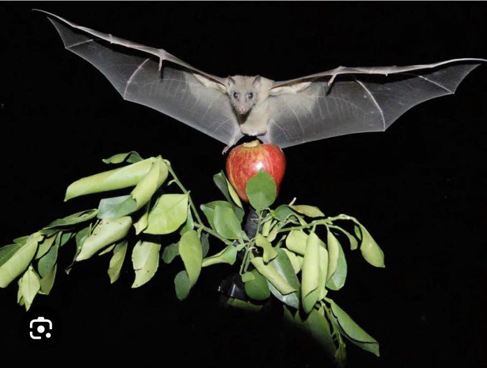 Virus Nipah có thật sự đáng sợ?