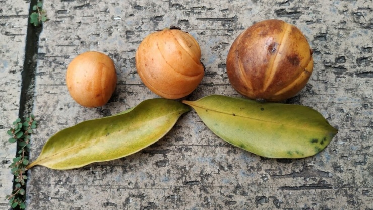 Tai chua có tác dụng gì mà được dân gian tin dùng?